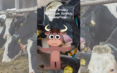 Bulle Bruno über die Klauenepflege