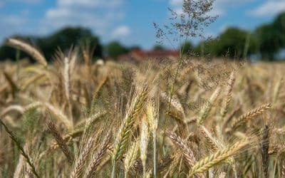 Gentechnik – was das für Landwirtschaft und Verbraucher bedeutet