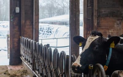Mehr braucht es gerade nicht