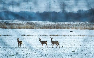 Mehr braucht es gerade nicht