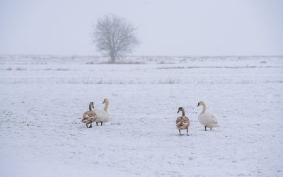 Mehr braucht es gerade nicht