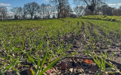 Bauernregel mit Fibi