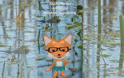 Fibi Füchschen erklärt die Amphibienwanderung