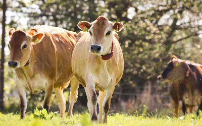 Weideaustrieb: Wenn Landwirtschaft sichtbar wird