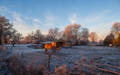 Pferdemädchen im Winter – zwischen Hobby und  Verantwortung
