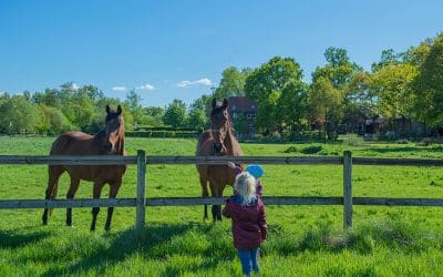 Fremde Tiere füttern – warum gut gemeinte Gesten gefährlich werden können