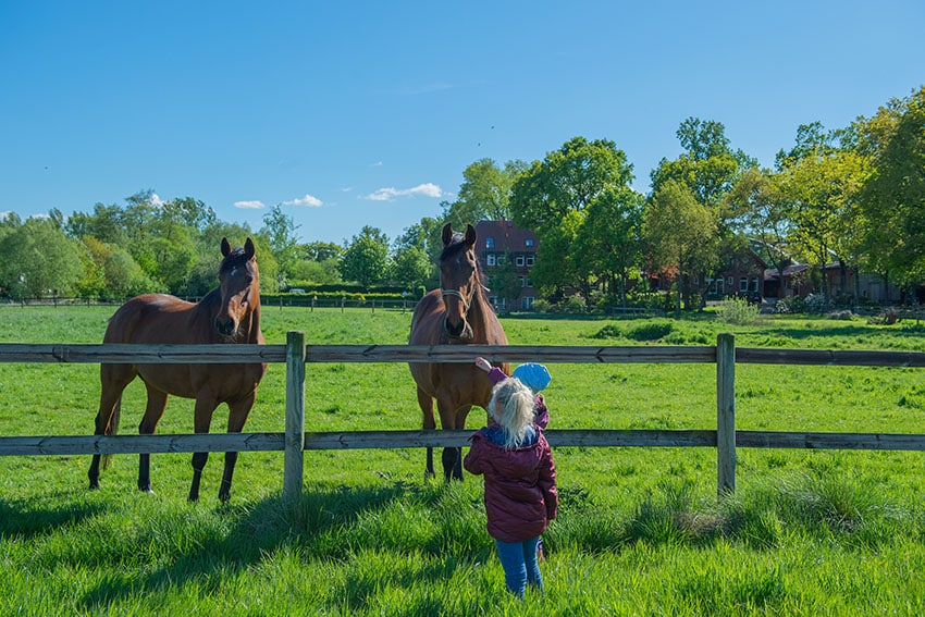fremde tiere füttern