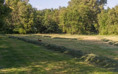 Hundekot – vermeintlich kleines Problem mit große Folgen