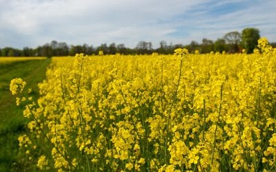 Landwirtschaftliche Flächen – Zwischen Naturerlebnis und  Eigentum