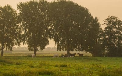 Der „Hamburger Wolf“ – Ein Einzelfall mit grundsätzlicher Wirkung