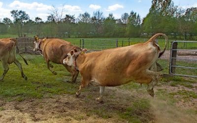 Das war der Weideaustrieb 2026