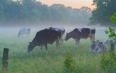 Weideaustrieb – Zwischen Tradition und moderner Landwirtschaft