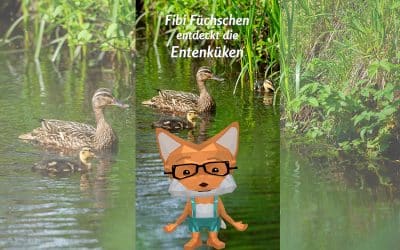 Warum schwimmen Küken immer ihrer Mutter hinterher?