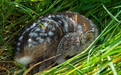 Rehkitzsuche – Landwirtschaft, Jagd, Ehrenamt arbeiten zusammen