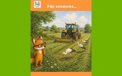Fibi entdeckt: Manchmal sieht man Störche, wo ein Trecker arbeitet.