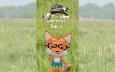Fibi Füchschen über den Kiebitz