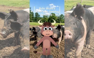 Bulle Bruno über die Schweine