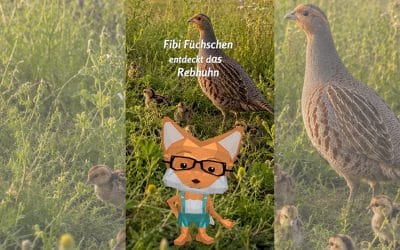 Fibi Füchschen entdeckt das Rebhuhn