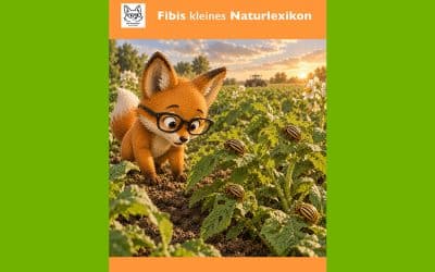 Fibis kleines Naturlexikon: Kartoffelkäfer