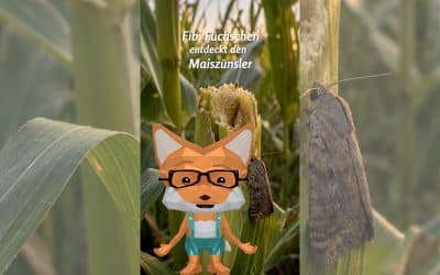 Fibi Füchschen entdeckt den Maiszünzler