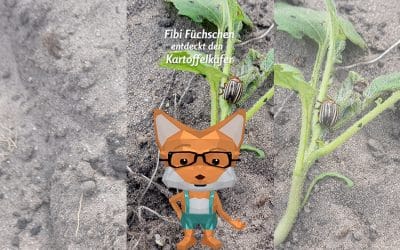 Fibi entdeckt den Kartoffelkäfer